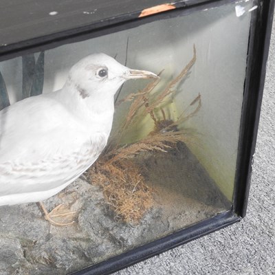 Lot 122 - A taxidermy seagull, in a glazed case, 45cm wide