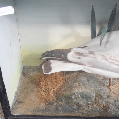 Lot 122 - A taxidermy seagull, in a glazed case, 45cm wide