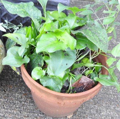 Lot 113 - A pair of faux slate garden planters, 45cm...