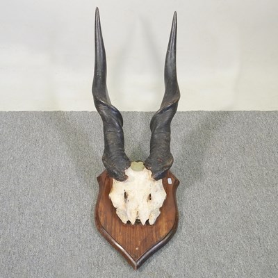 Lot 480 - A taxidermy pair of eland horns and partial...