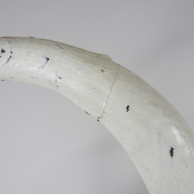 Lot 16 - Guy Taplin, b1939, Egret, painted driftwood...
