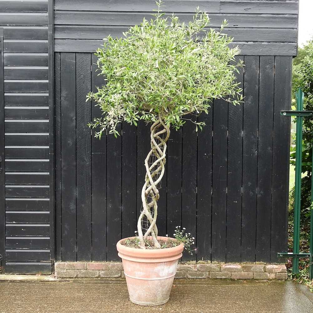 Lot 10 - A mature olive tree, with a lattice stem, in a...