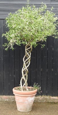 Lot 10 - A mature olive tree, with a lattice stem, in a...