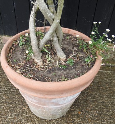 Lot 10 - A mature olive tree, with a lattice stem, in a...