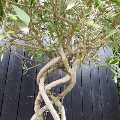 Lot 10 - A mature olive tree, with a lattice stem, in a...