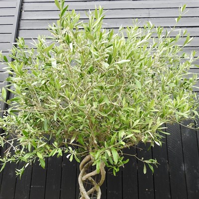 Lot 10 - A mature olive tree, with a lattice stem, in a...