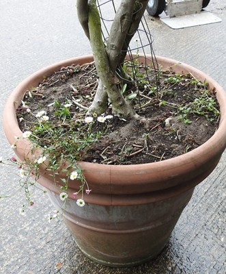 Lot 10 - A mature olive tree, with a lattice stem, in a...