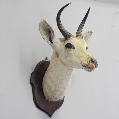 Lot 86 - A taxidermy antelope head, mounted on a wooden...