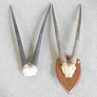 Lot 144 - A taxidermy Ibex antlers, with partial skull,...