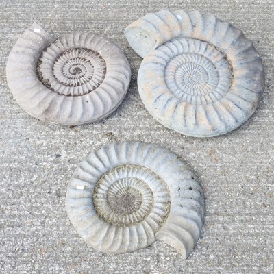 Lot 61 - A reconstituted stone ammonite, together with...