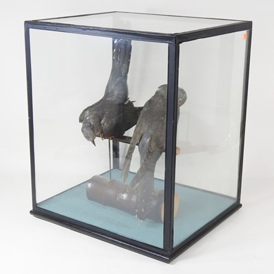 Lot 483 - A taxidermy of two cuckoos, perched, in a...