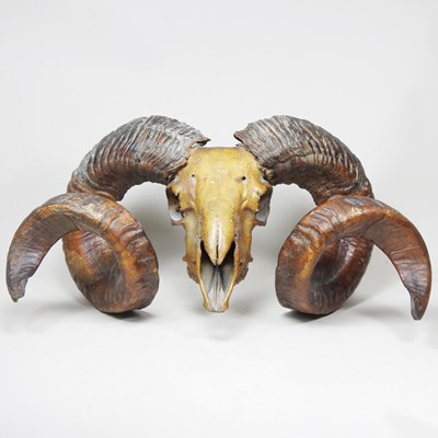 Lot 126 - A taxidermy ram's head skull, with horns, 48cm...