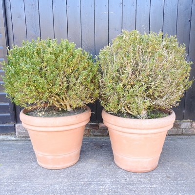 Lot 1 - A pair of topiary box balls, each in a large...