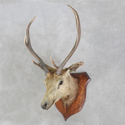 Lot 177 - A taxidermy stag's head, mounted on an oak...