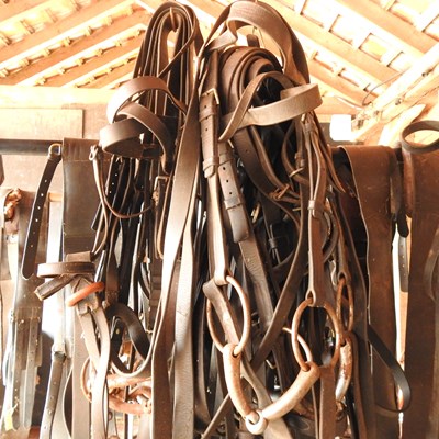 Lot 344 - A collection of horse bridles