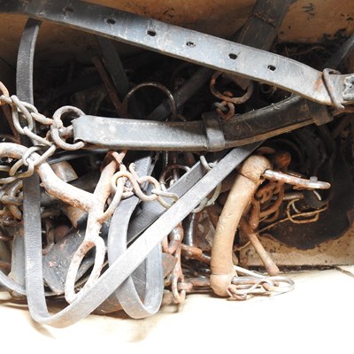 Lot 343 - A collection of horse bits