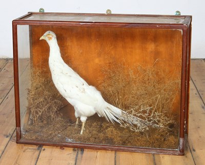 Lot 225 - An early 20th century taxidermy white peahen,...