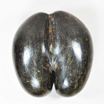 Lot 683 - A coco de mer (Lodoicea Maldivica)