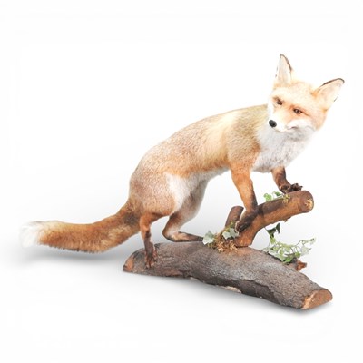 Lot 437 - A taxidermy fox, mounted on a log