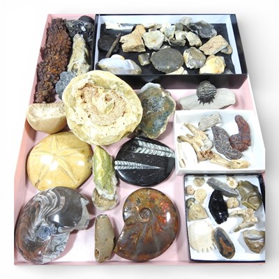 Lot 387 - A collection of rock samples, to include...