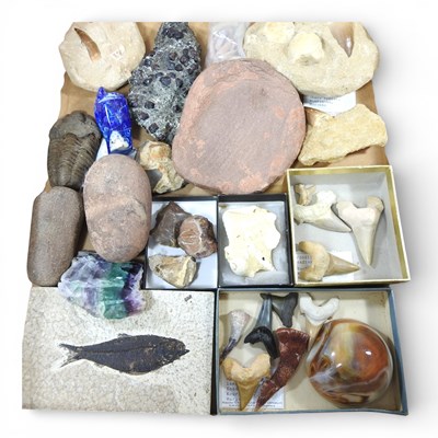 Lot 197 - A collection of fossils and rock samples, to...