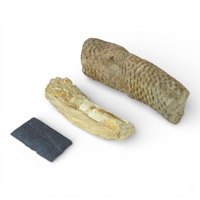 Lot 20 - A large fossil, probably stigmaria, or tree...