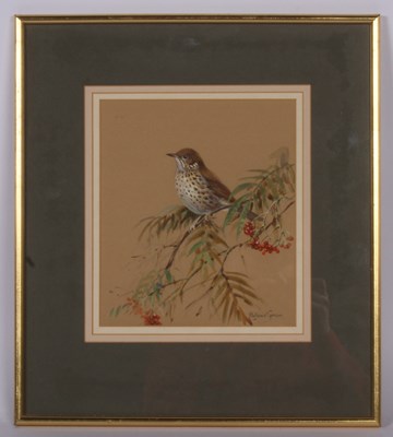 Lot 403 - Roland Green (1890-1972), Song Thrush,...