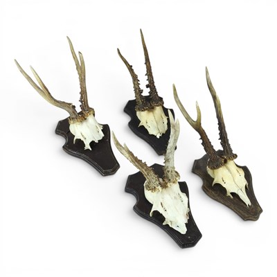 Lot 196 - A collection of four taxidermy deer antlers,...