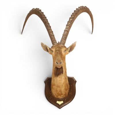 Lot 200 - A taxidermy Ibex head, mounted upon a carved...