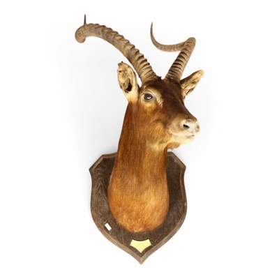 Lot 202 - A taxidermy Ibex or Nile Lechwe head, mounted...