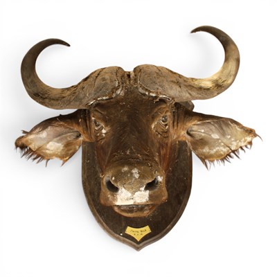 Lot 203 - A taxidermy Cape Buffalo head, mounted upon a...