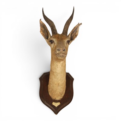 Lot 197 - A taxidermy antelope head, on a carved shield