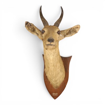 Lot 198 - A taxidermy bushbuck antelope head, on a...