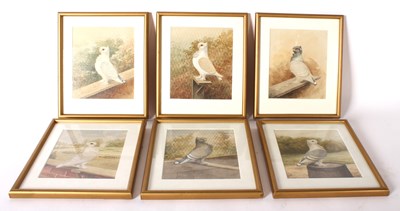 Lot 269 - JC Park, six studies of pigeons, watercolours,...