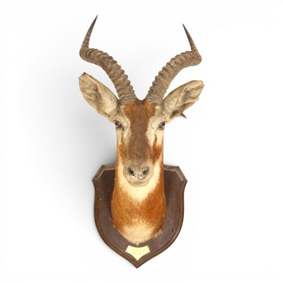 Lot 201 - A taxidermy white-eared Kob, mounted upon a...