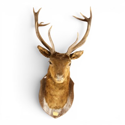 Lot 199 - A taxidermy stag head "Glenfeshie", mounted on...