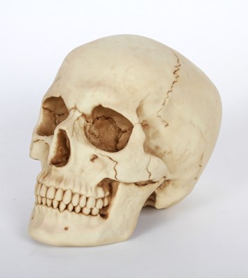 Lot 683 - A resin life size model of a skull