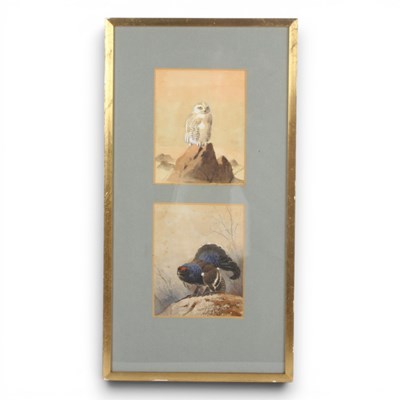 Lot 207 - John Cyril Harrison (1898-1985), snowy owl and...