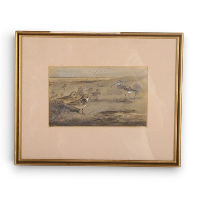 Lot 237 - Archibald Thorburn (1860-1935), shorebirds,...