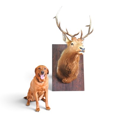 Lot 26 - A taxidermy elk head, mounted on a wooden...