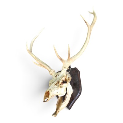 Lot 248 - A stag skull, with an articulated jaw, mounted...