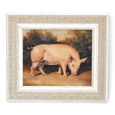 Lot 256 - English school, 20th century, a pig, oil on...