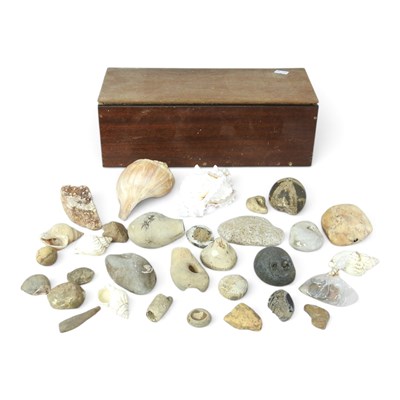 Lot 279 - A collection of fossils and shells, in a...
