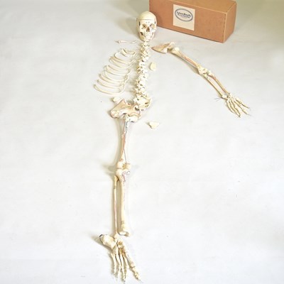 Lot 21 - A human part skeleton